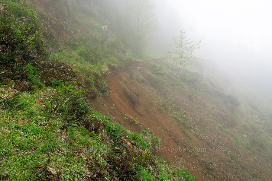 eroded hillside [Angora Peak Trail, Clatsop County, Oregon]