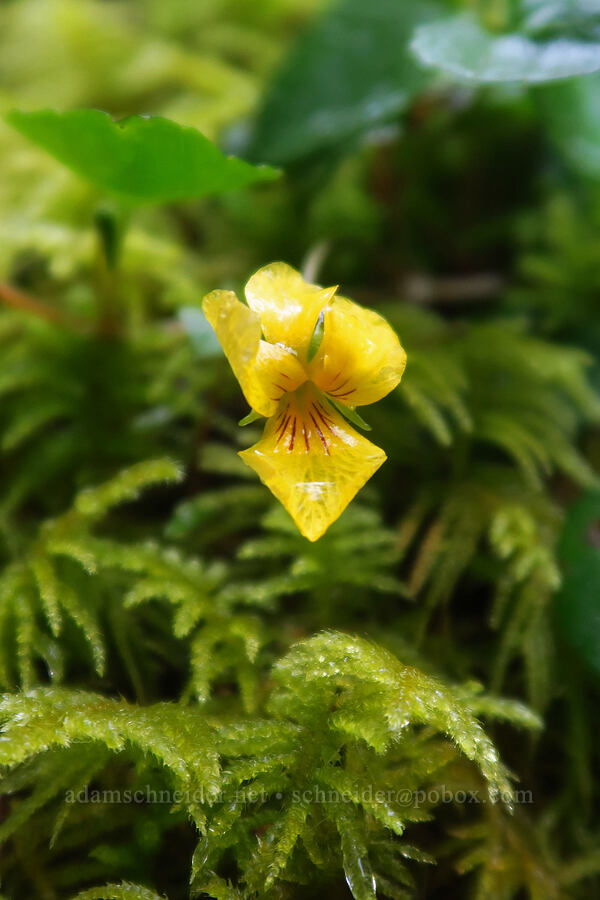 evergreen violet & moss (Viola sempervirens) [Angora Peak Trail, Clatsop County, Oregon]