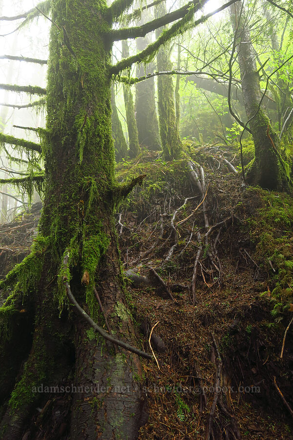 off-trail terrain [Angora Peak summit, Clatsop County, Oregon]