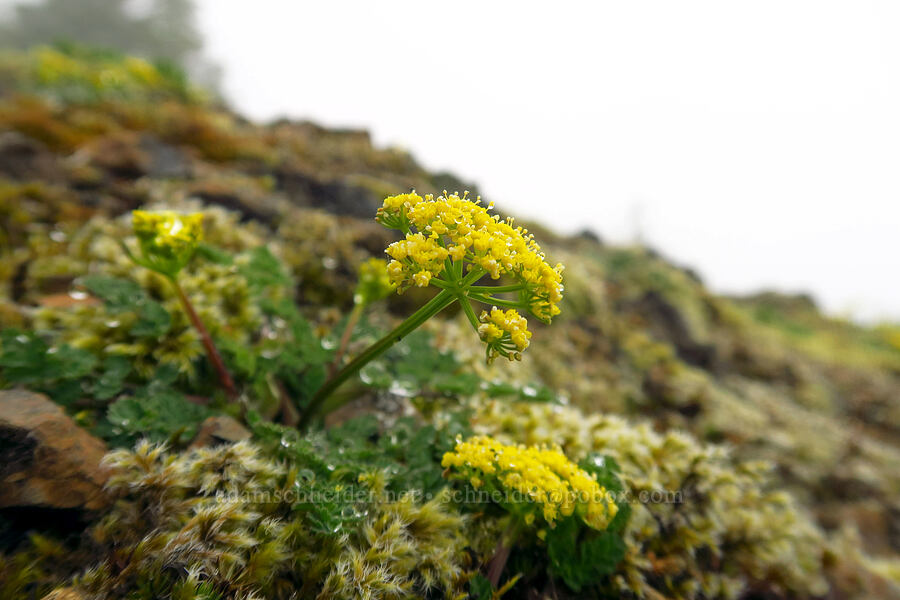 Coast Range desert parsley (Lomatium martindalei) [Angora Peak summit, Clatsop County, Oregon]