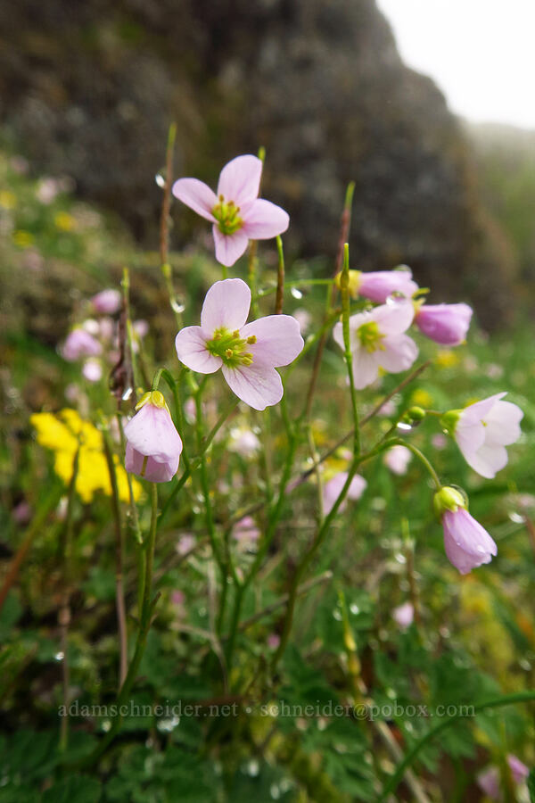 Saddle Mountain bittercress (Cardamine pattersonii) [Angora Peak summit, Clatsop County, Oregon]