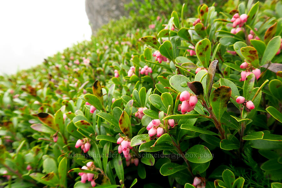 kinnickinnick (bearberry) flowers (Arctostaphylos uva-ursi) [Angora Peak summit, Clatsop County, Oregon]