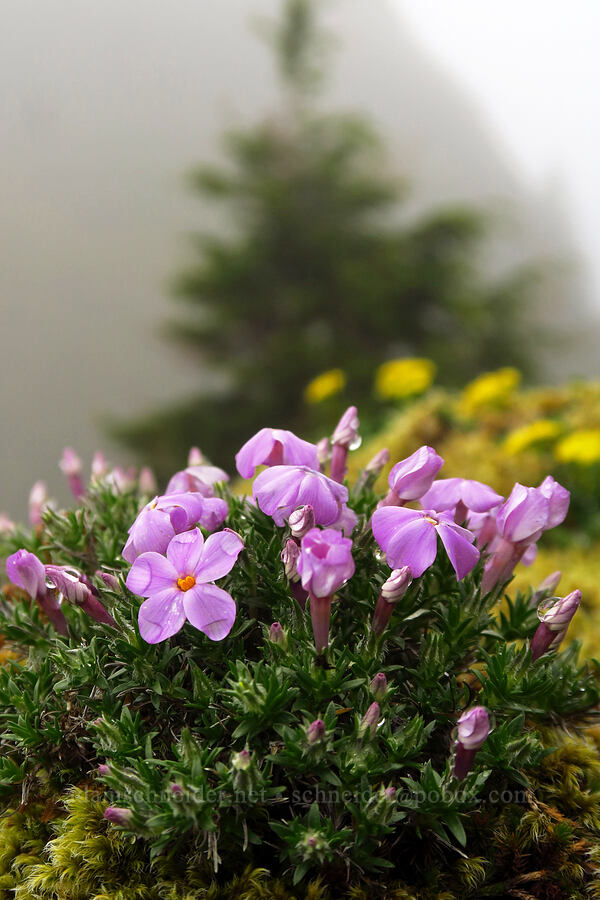 spreading phlox (Phlox diffusa) [Angora Peak summit, Clatsop County, Oregon]
