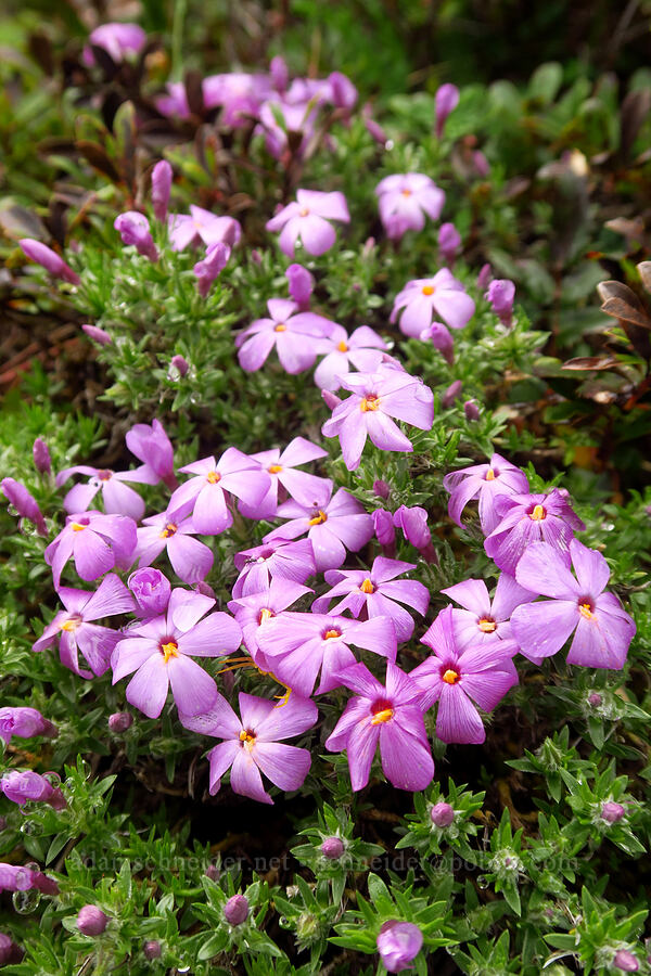 spreading phlox (Phlox diffusa) [Angora Peak summit, Clatsop County, Oregon]