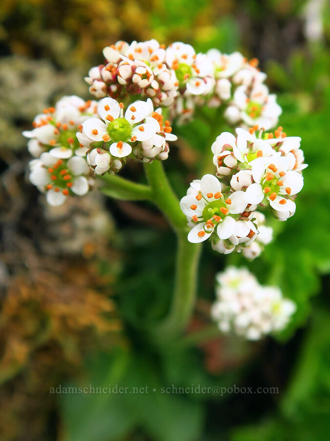 Saddle Mountain saxifrage (Micranthes hitchcockiana (Saxifraga latipetiolata)) [Angora Peak summit, Clatsop County, Oregon]