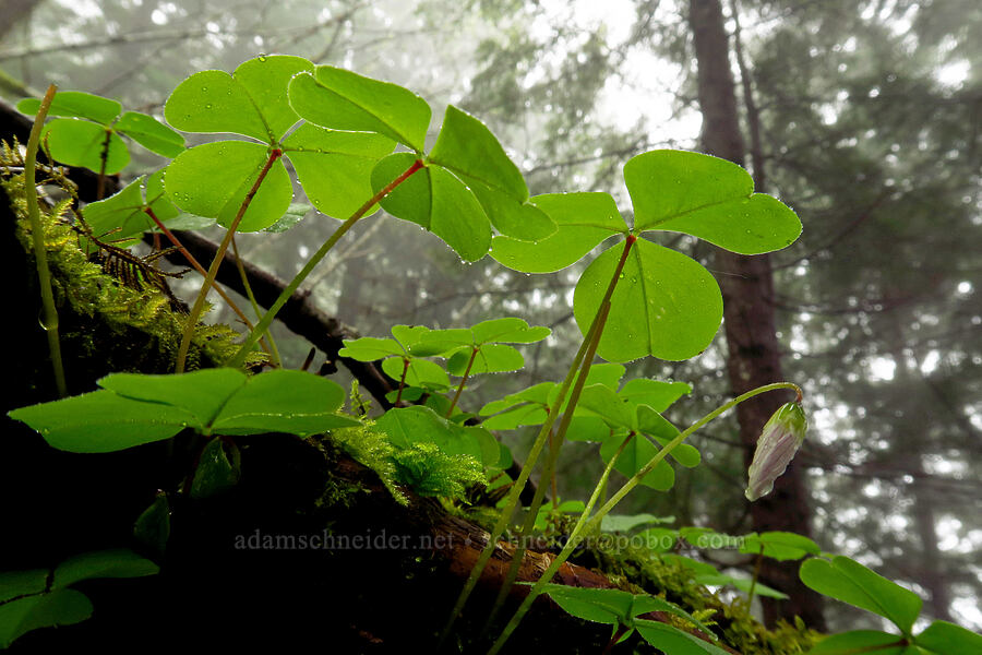 redwood sorrel (Oxalis oregana) [Angora Peak Trail, Clatsop County, Oregon]