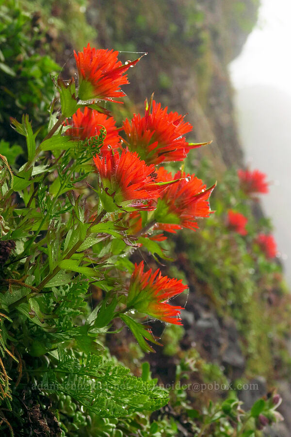 Chambers' paintbrush (Castilleja chambersii) [Angora Peak Trail, Clatsop County, Oregon]