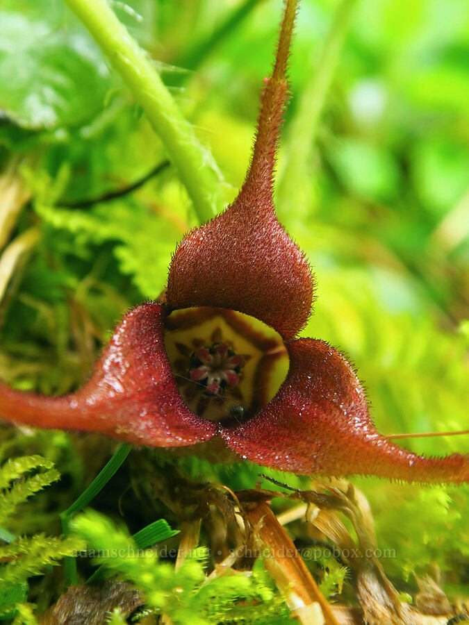 wild ginger (Asarum caudatum) [Angora Peak Trail, Clatsop County, Oregon]