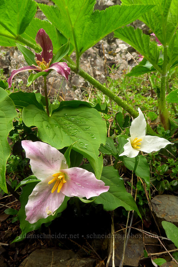 western trillium (Trillium ovatum) [Angora Peak Trail, Clatsop County, Oregon]
