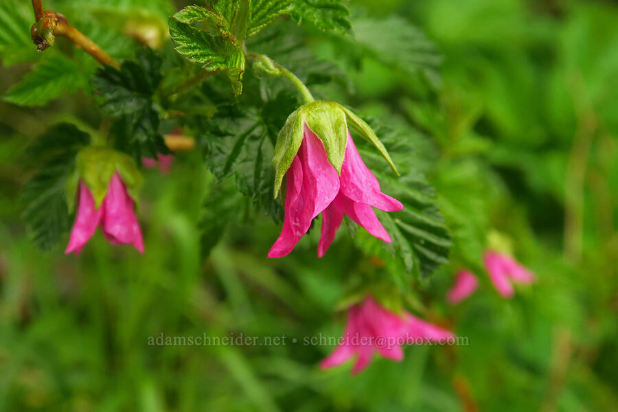 salmonberry flowers (Rubus spectabilis) [Angora Peak Trail, Clatsop County, Oregon]