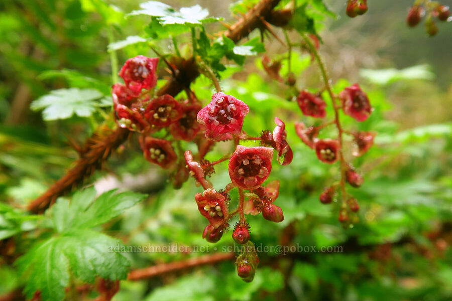 prickly currant (Ribes lacustre) [Angora Peak Trail, Clatsop County, Oregon]