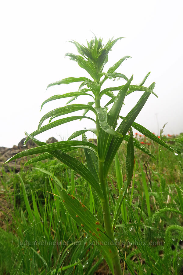 tiger lily, just starting to bud (Lilium columbianum) [Angora Peak Trail, Clatsop County, Oregon]