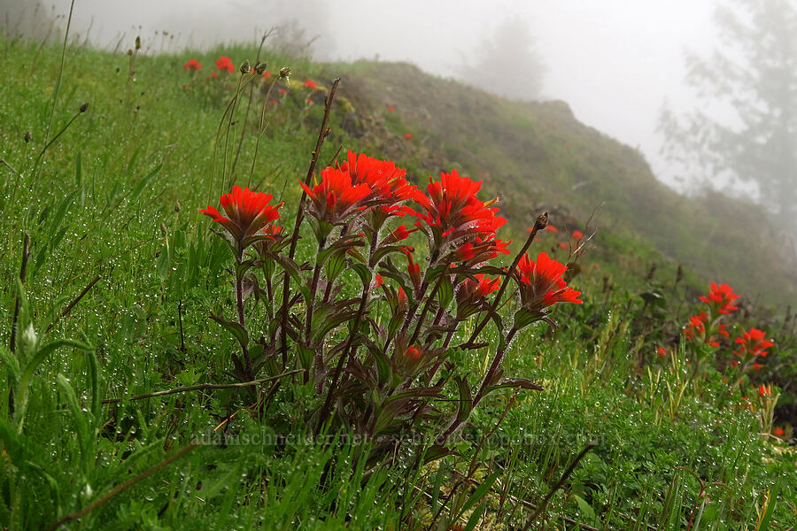 harsh paintbrush (Castilleja hispida) [Angora Peak Trail, Clatsop County, Oregon]