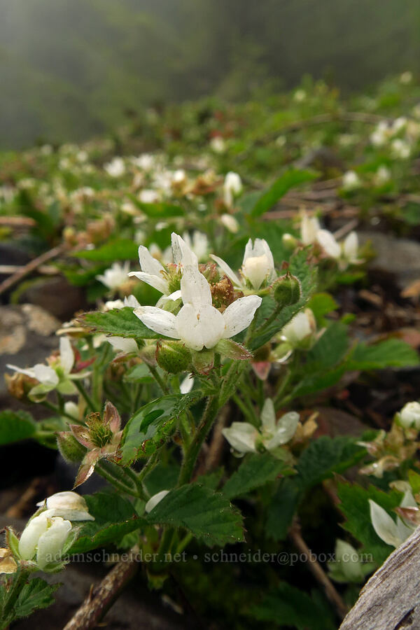 wild blackberry flowers (Rubus ursinus) [Angora Peak Trail, Clatsop County, Oregon]