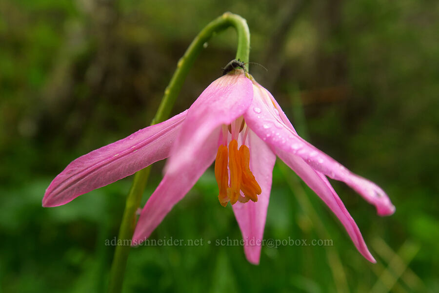 pink fawn lily (Erythronium revolutum) [Angora Peak Trail, Clatsop County, Oregon]