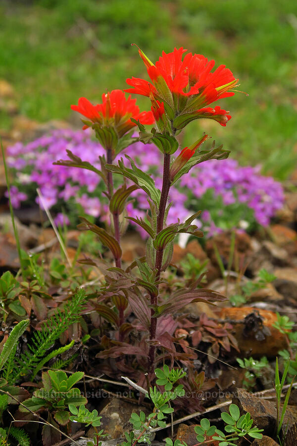 paintbrush & phlox (Castilleja hispida, Phlox diffusa) [Angora Peak Trail, Clatsop County, Oregon]