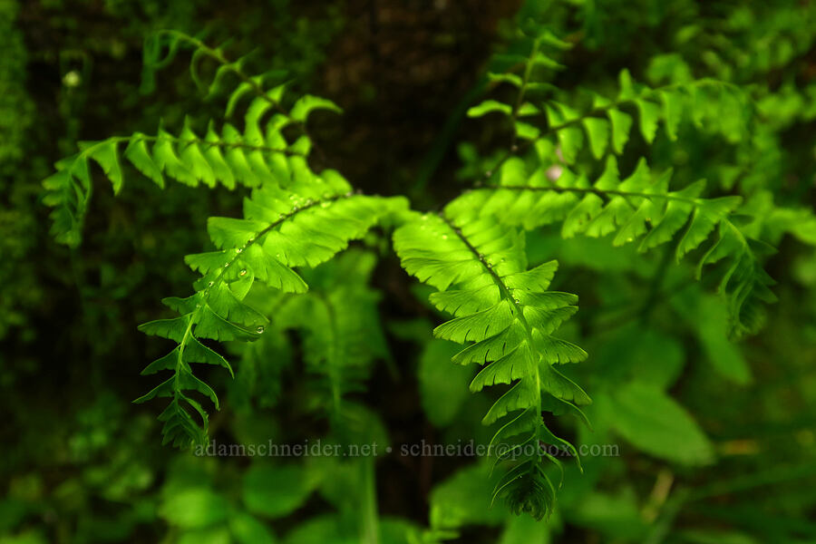 maiden-hair fern (Adiantum aleuticum) [Angora Peak Trail, Clatsop County, Oregon]