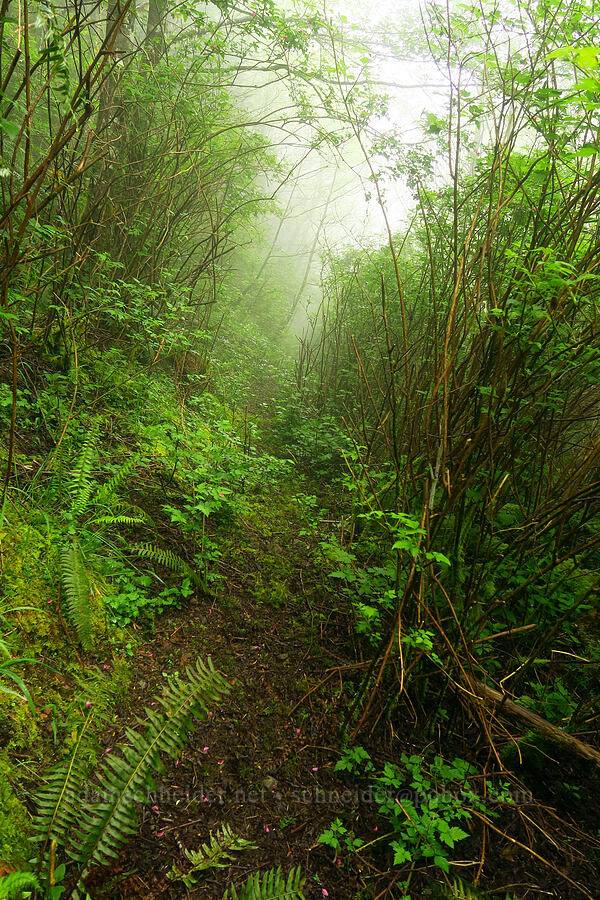 salmonberry jungle (Rubus spectabilis) [Angora Peak Trail, Clatsop County, Oregon]