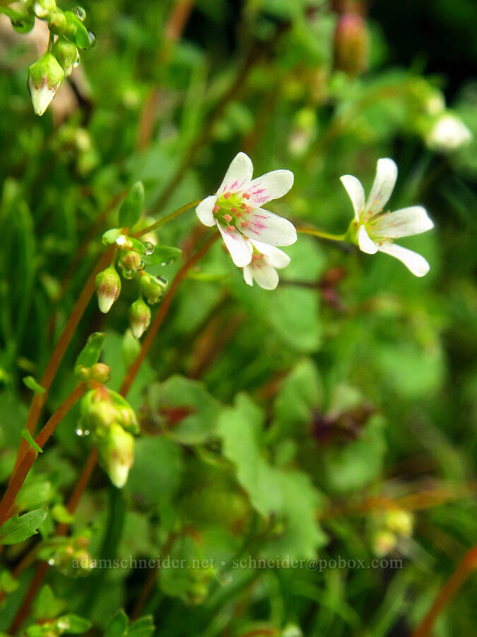 Nuttall's saxifrage (Cascadia nuttallii (Saxifraga nuttallii)) [Arch Cape Mill Road, Clatsop County, Oregon]