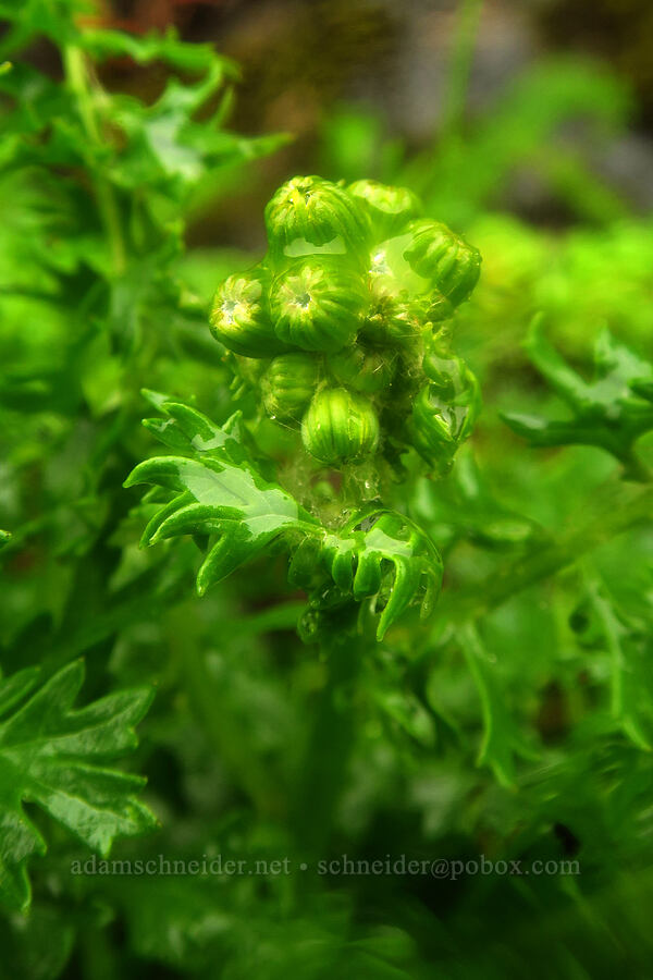 ragwort, budding (Senecio sp.) [Arch Cape Mill Road, Clatsop County, Oregon]