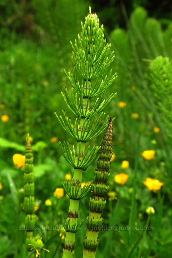 giant horsetails (Equisetum telmateia ssp. braunii) [Angora Peak Trail, Tillamook County, Oregon]