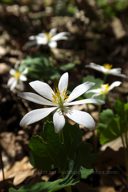 bloodroot (Sanguinaria canadensis) [Eloise Butler Wildflower Garden, Minneapolis, Hennepin County, Minnesota]