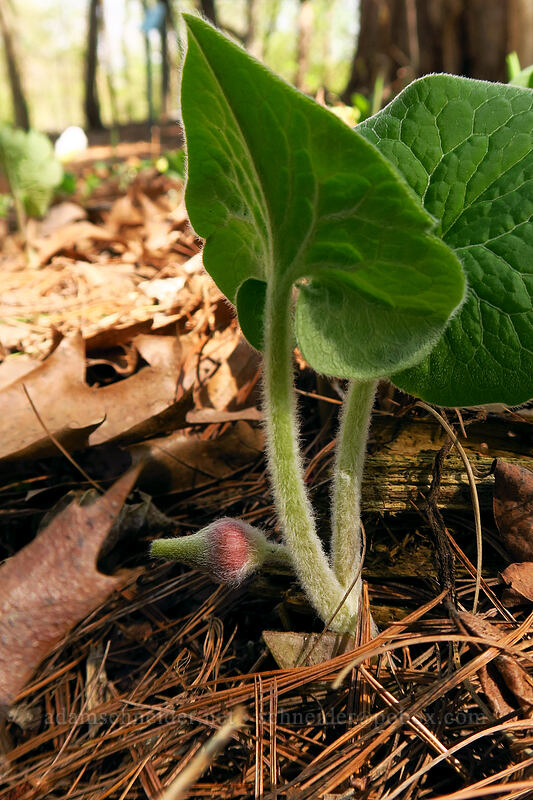 Canada wild ginger, budding (Asarum canadense) [Eloise Butler Wildflower Garden, Minneapolis, Hennepin County, Minnesota]
