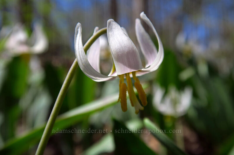 white trout lily (fawn lily) (Erythronium albidum) [Eloise Butler Wildflower Garden, Minneapolis, Hennepin County, Minnesota]