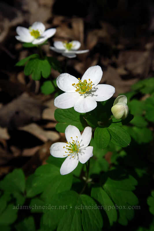 false rue anemone (Enemion biternatum (Isopyrum biternatum)) [Eloise Butler Wildflower Garden, Minneapolis, Hennepin County, Minnesota]