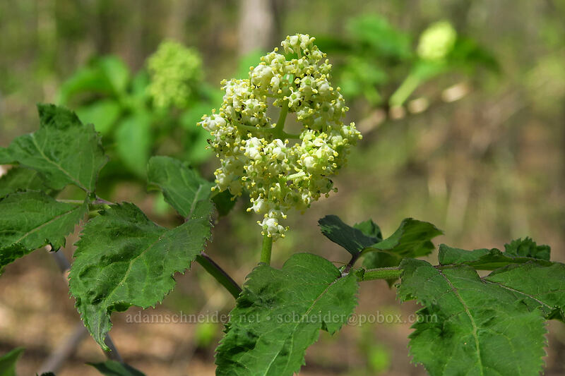 American red elderberry, budding (Sambucus pubens (Sambucus racemosa ssp. pubens)) [Eloise Butler Wildflower Garden, Minneapolis, Hennepin County, Minnesota]