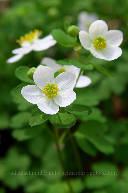 false rue anemone (Enemion biternatum (Isopyrum biternatum)) [Eloise Butler Wildflower Garden, Minneapolis, Hennepin County, Minnesota]