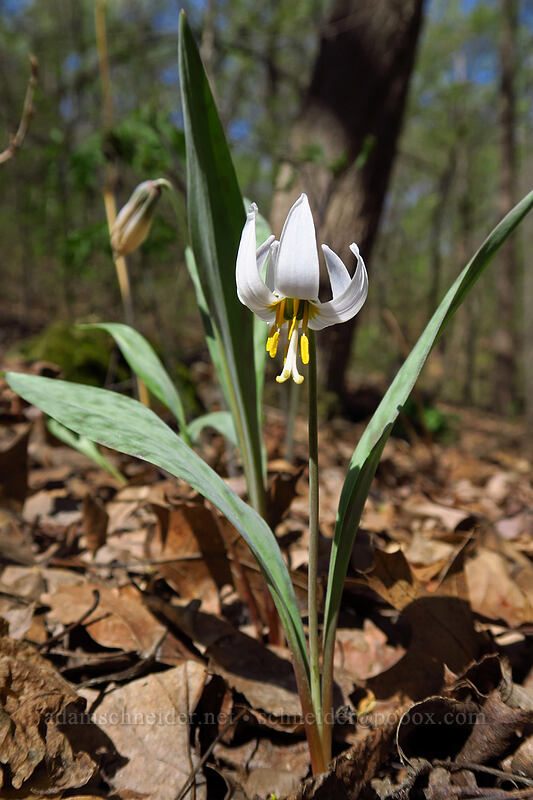 white trout lily (fawn lily) (Erythronium albidum) [Eloise Butler Wildflower Garden, Minneapolis, Hennepin County, Minnesota]