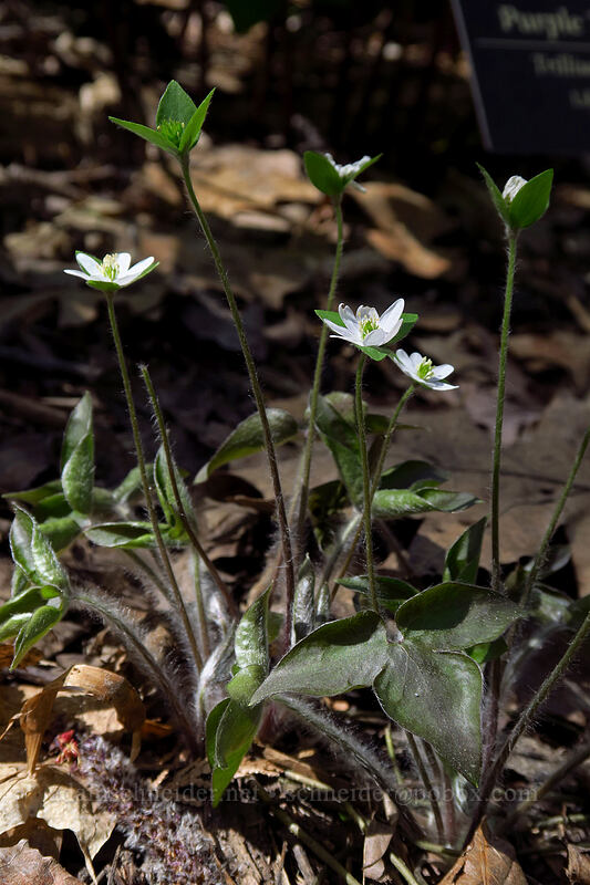sharp-lobed hepatica (Anemone acutiloba (Hepatica nobilis var. acuta)) [Eloise Butler Wildflower Garden, Minneapolis, Hennepin County, Minnesota]