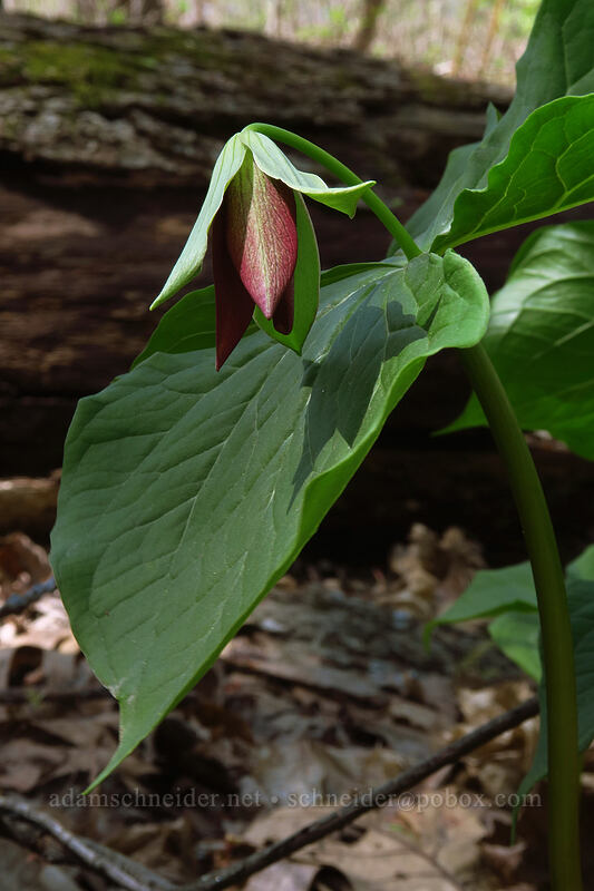 purple trillium (Trillium erectum) [Eloise Butler Wildflower Garden, Minneapolis, Hennepin County, Minnesota]