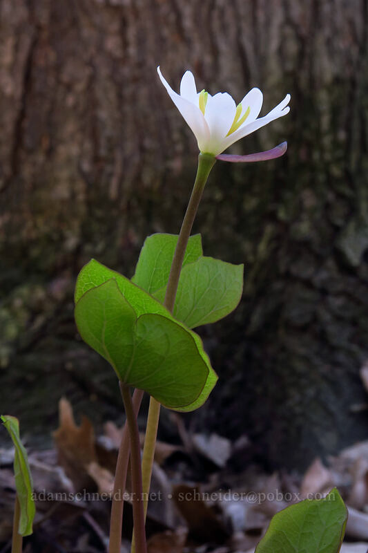 twinleaf (rheumatism-root) (Jeffersonia diphylla) [Eloise Butler Wildflower Garden, Minneapolis, Hennepin County, Minnesota]