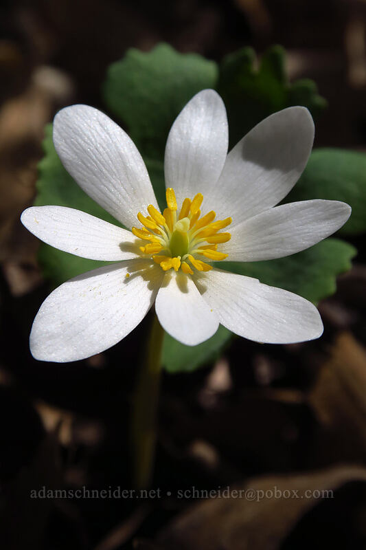 bloodroot (Sanguinaria canadensis) [Eloise Butler Wildflower Garden, Minneapolis, Hennepin County, Minnesota]