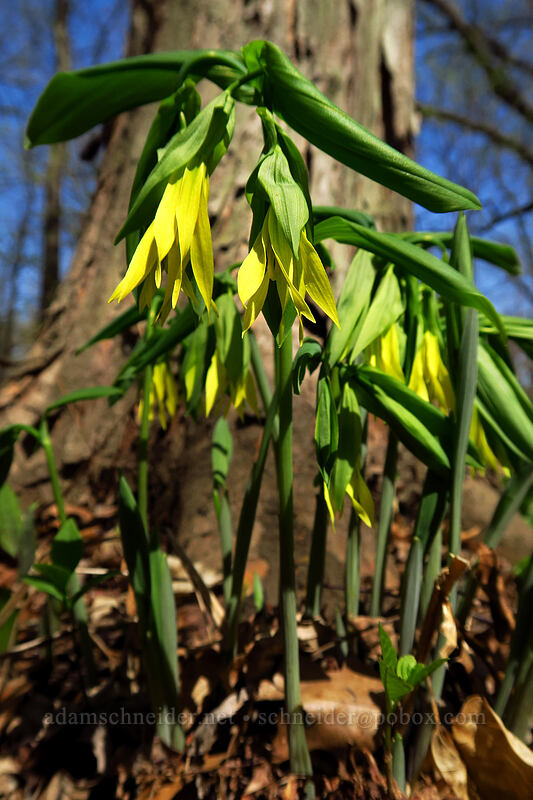 large-flower bellwort (Uvularia grandiflora) [Eloise Butler Wildflower Garden, Minneapolis, Hennepin County, Minnesota]