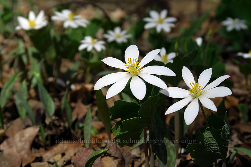 bloodroot (Sanguinaria canadensis) [Eloise Butler Wildflower Garden, Minneapolis, Hennepin County, Minnesota]