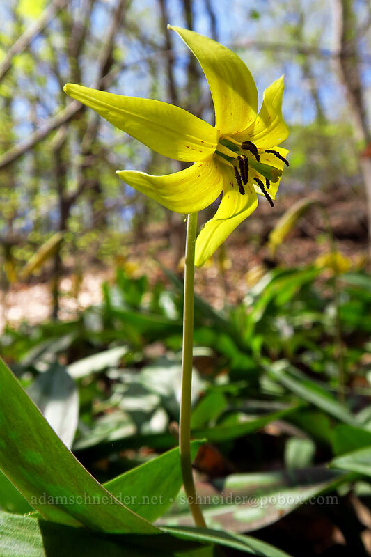 yellow trout lily (Erythronium americanum) [Eloise Butler Wildflower Garden, Minneapolis, Hennepin County, Minnesota]