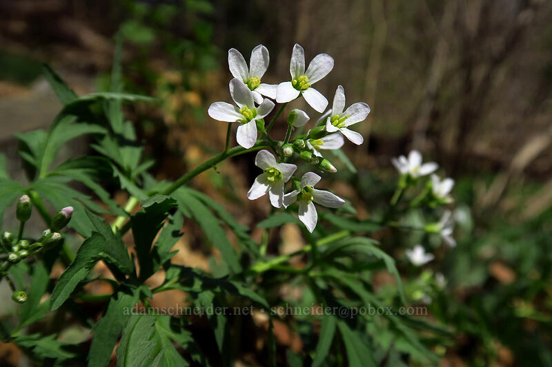 cut-leaf toothwort (Cardamine concatenata) [Eloise Butler Wildflower Garden, Minneapolis, Hennepin County, Minnesota]