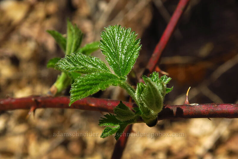 Allegheny blackberry leaves (Rubus allegheniensis) [Eloise Butler Wildflower Garden, Minneapolis, Hennepin County, Minnesota]