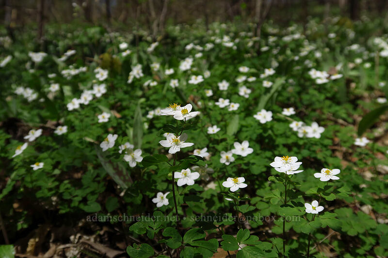false rue anemone (Enemion biternatum (Isopyrum biternatum)) [Eloise Butler Wildflower Garden, Minneapolis, Hennepin County, Minnesota]
