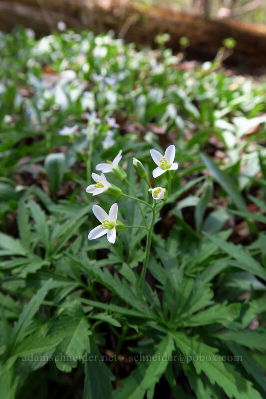 cut-leaf toothwort (Cardamine concatenata) [Eloise Butler Wildflower Garden, Minneapolis, Hennepin County, Minnesota]