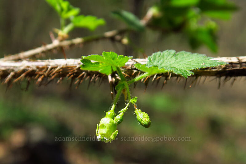 gooseberry (Ribes sp.) [Eloise Butler Wildflower Garden, Minneapolis, Hennepin County, Minnesota]
