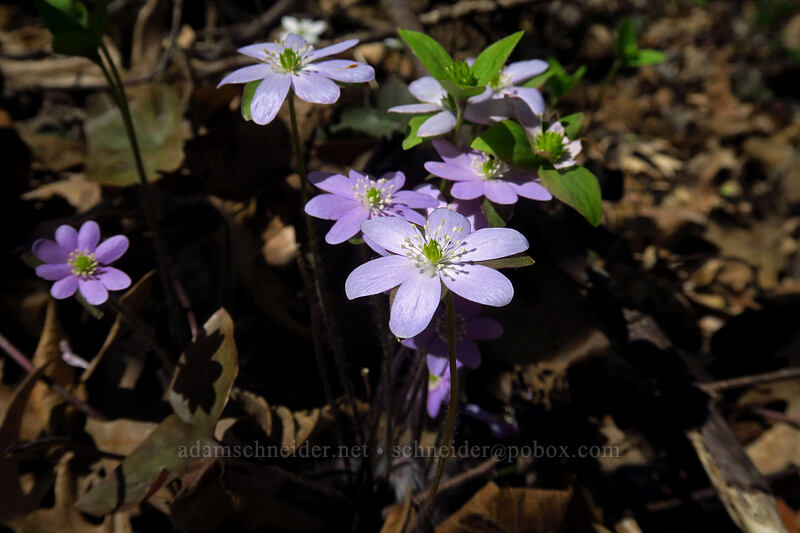 sharp-lobed hepatica (Anemone acutiloba (Hepatica nobilis var. acuta)) [Eloise Butler Wildflower Garden, Minneapolis, Hennepin County, Minnesota]