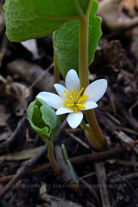 bloodroot (Sanguinaria canadensis) [Eloise Butler Wildflower Garden, Minneapolis, Hennepin County, Minnesota]