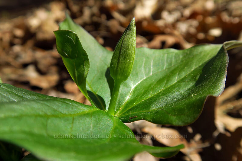 trillium, budding (Trillium sp.) [Eloise Butler Wildflower Garden, Minneapolis, Hennepin County, Minnesota]