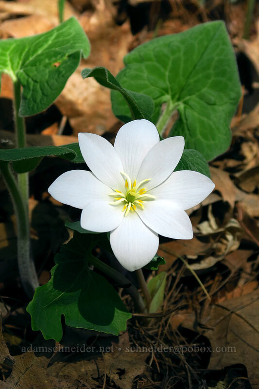 bloodroot (Sanguinaria canadensis) [Eloise Butler Wildflower Garden, Minneapolis, Hennepin County, Minnesota]