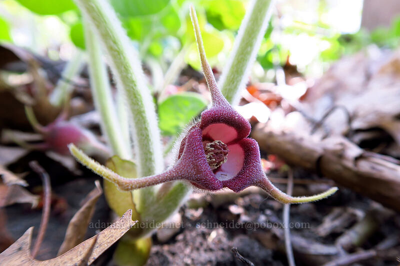Canada wild ginger (Asarum canadense) [Eloise Butler Wildflower Garden, Minneapolis, Hennepin County, Minnesota]