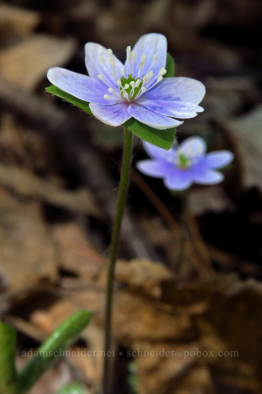 sharp-lobed hepatica (Anemone acutiloba (Hepatica nobilis var. acuta)) [Eloise Butler Wildflower Garden, Minneapolis, Hennepin County, Minnesota]